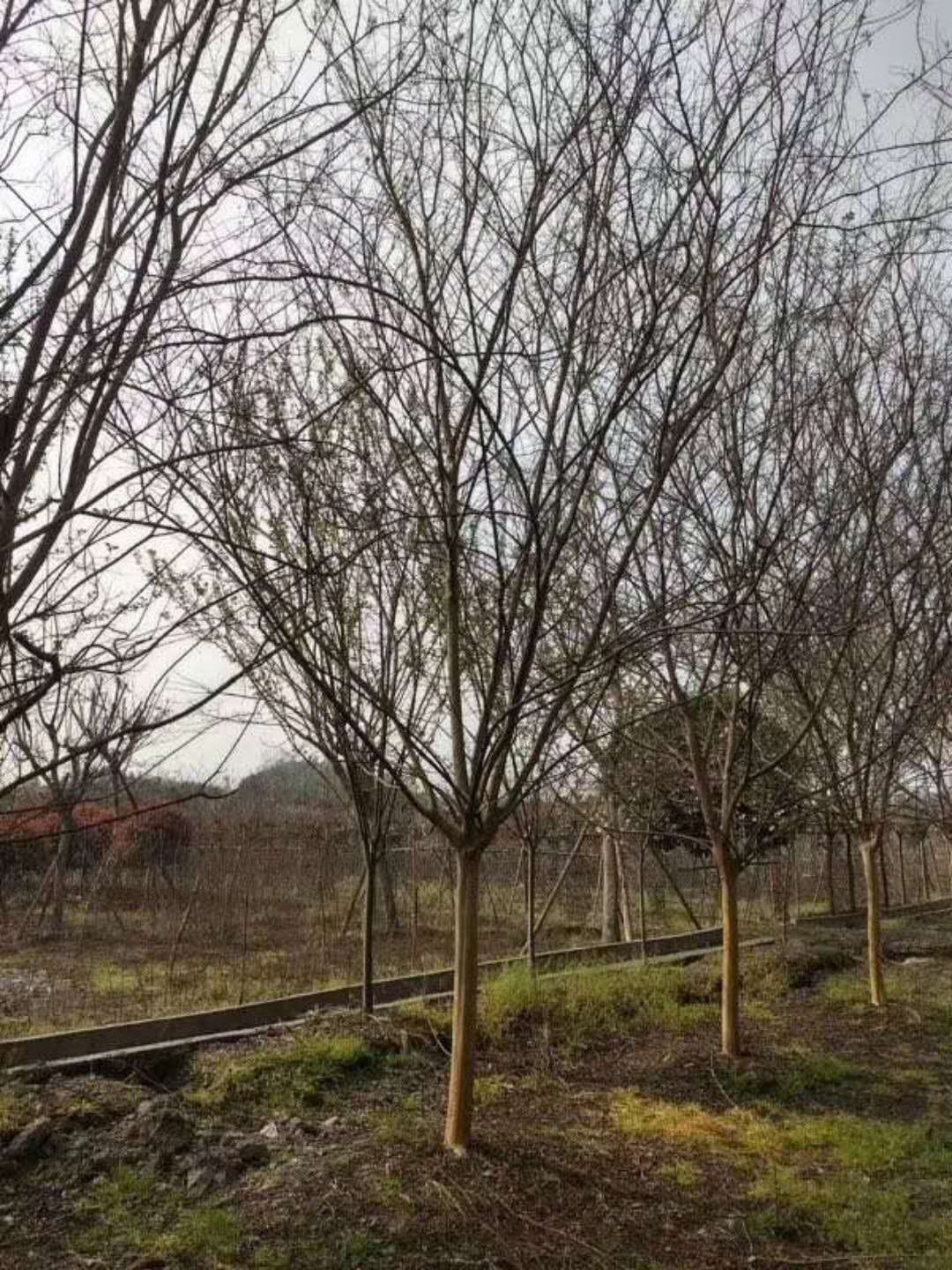 12������ޱ����Ʒ��ޱ���컨��ޱ