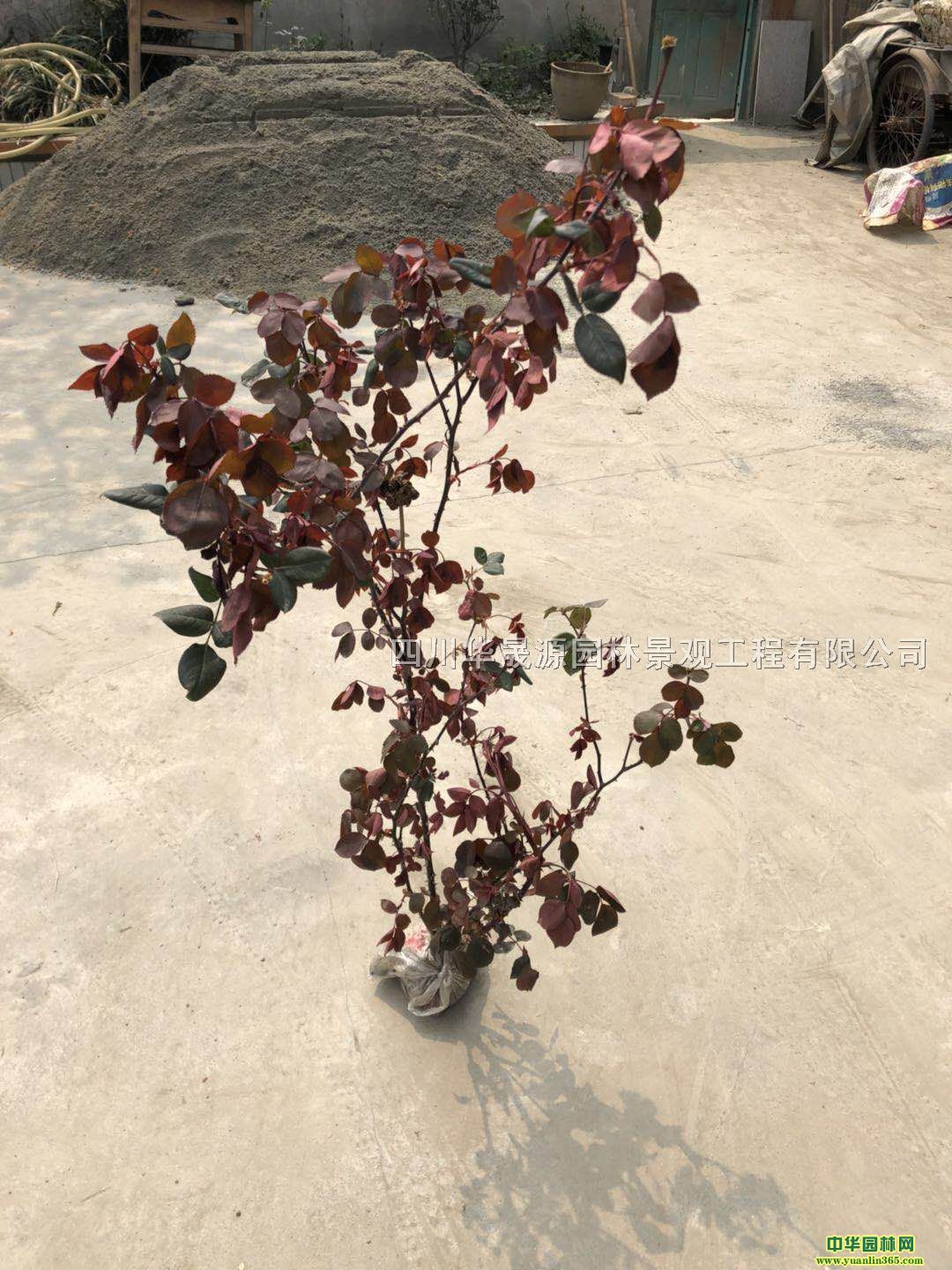 ���¼����Ứ�¼����ٱ��¼��ȸ����¼�С��