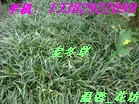 ��߻���.����.������.��ҶС��.�̵ذ�.�󶬲�
