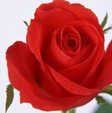 �������������»�ľ�ܳ���ӭ���˿��綩��