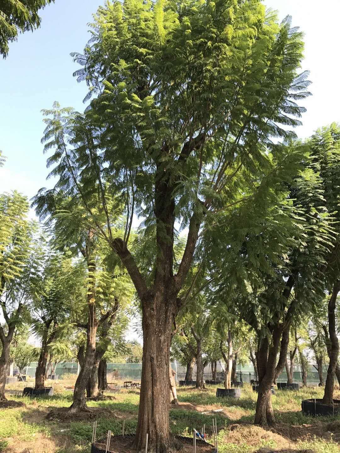 ���������������麡���Ʒ�����