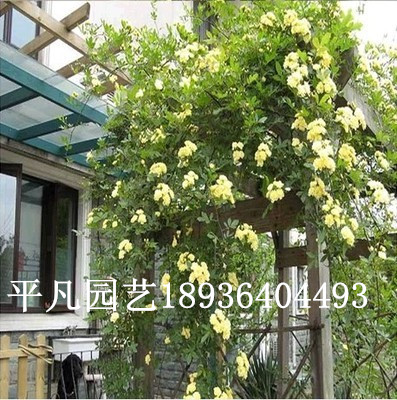 ����ֲ�ﻨ�ܡ�ľ�㻨�硢ʮ���㻨�����1-4����