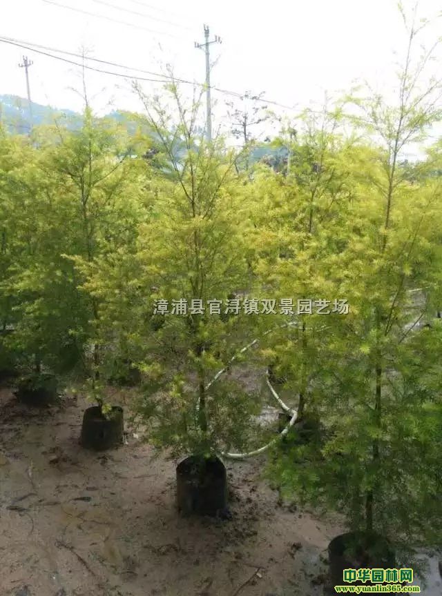 �ƽ������ƽ����۸񡢸����ƽ�������
