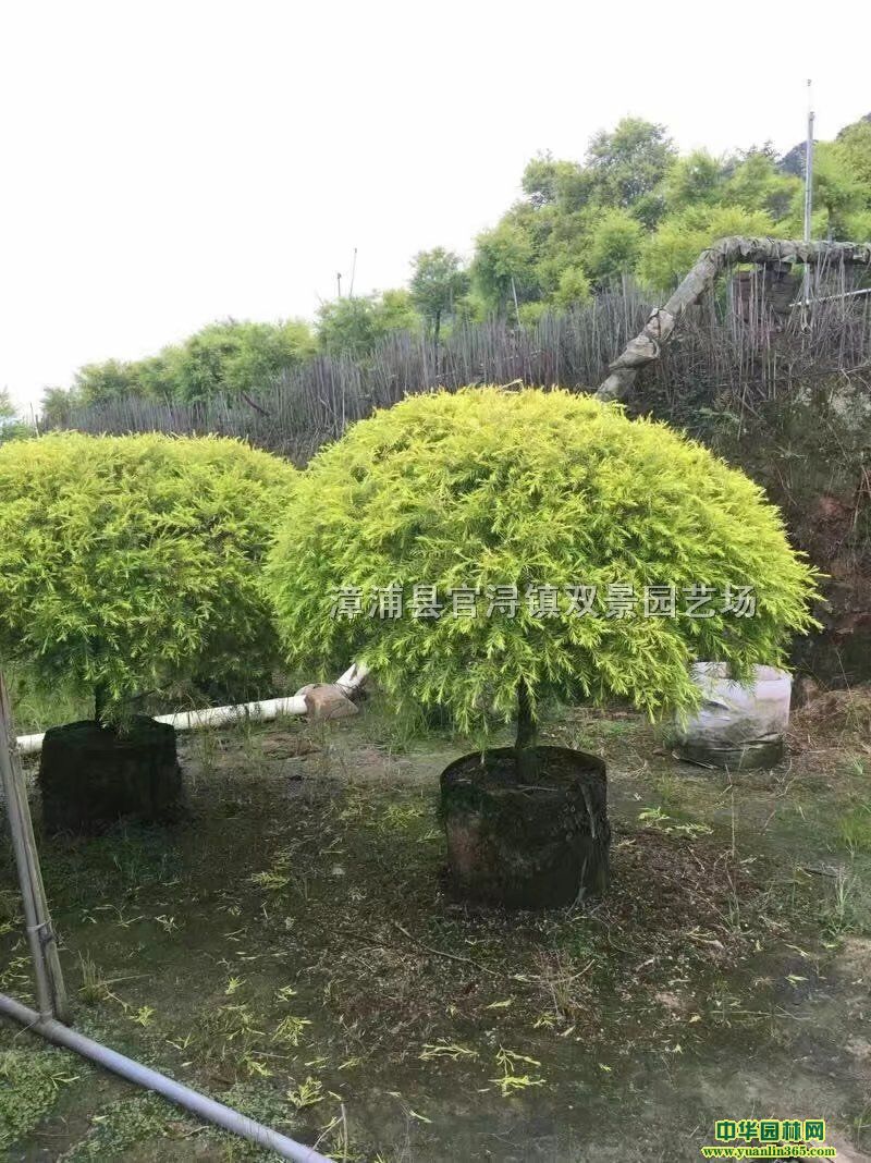 �ƽ��������ƽ������۸񡢸����ƽ���������