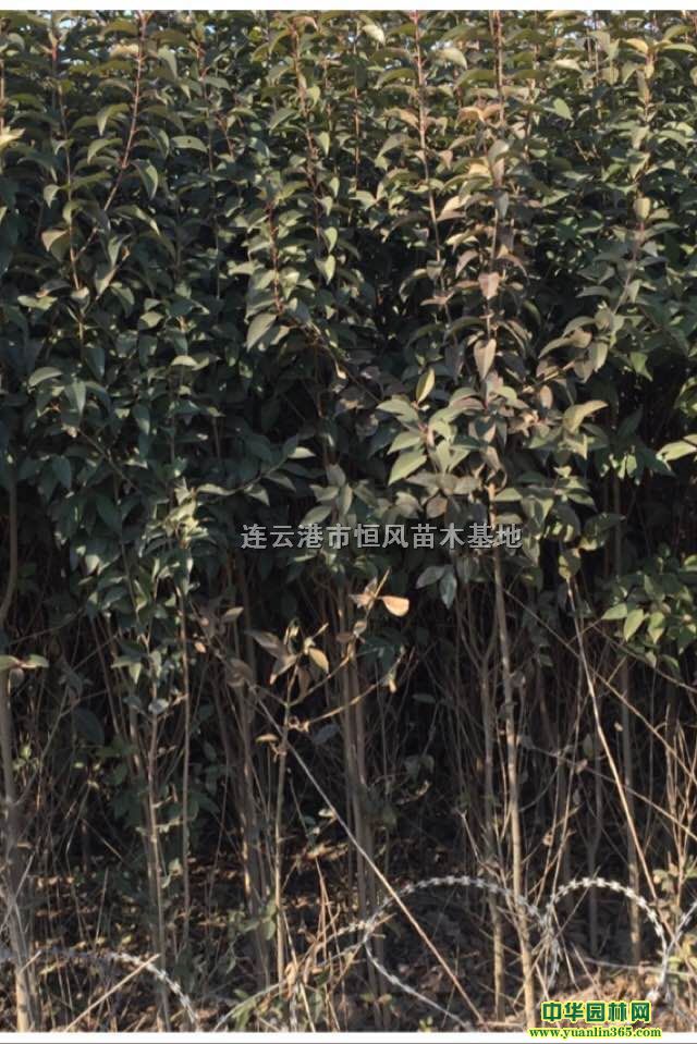 ������ҶŮ��h200-250cm