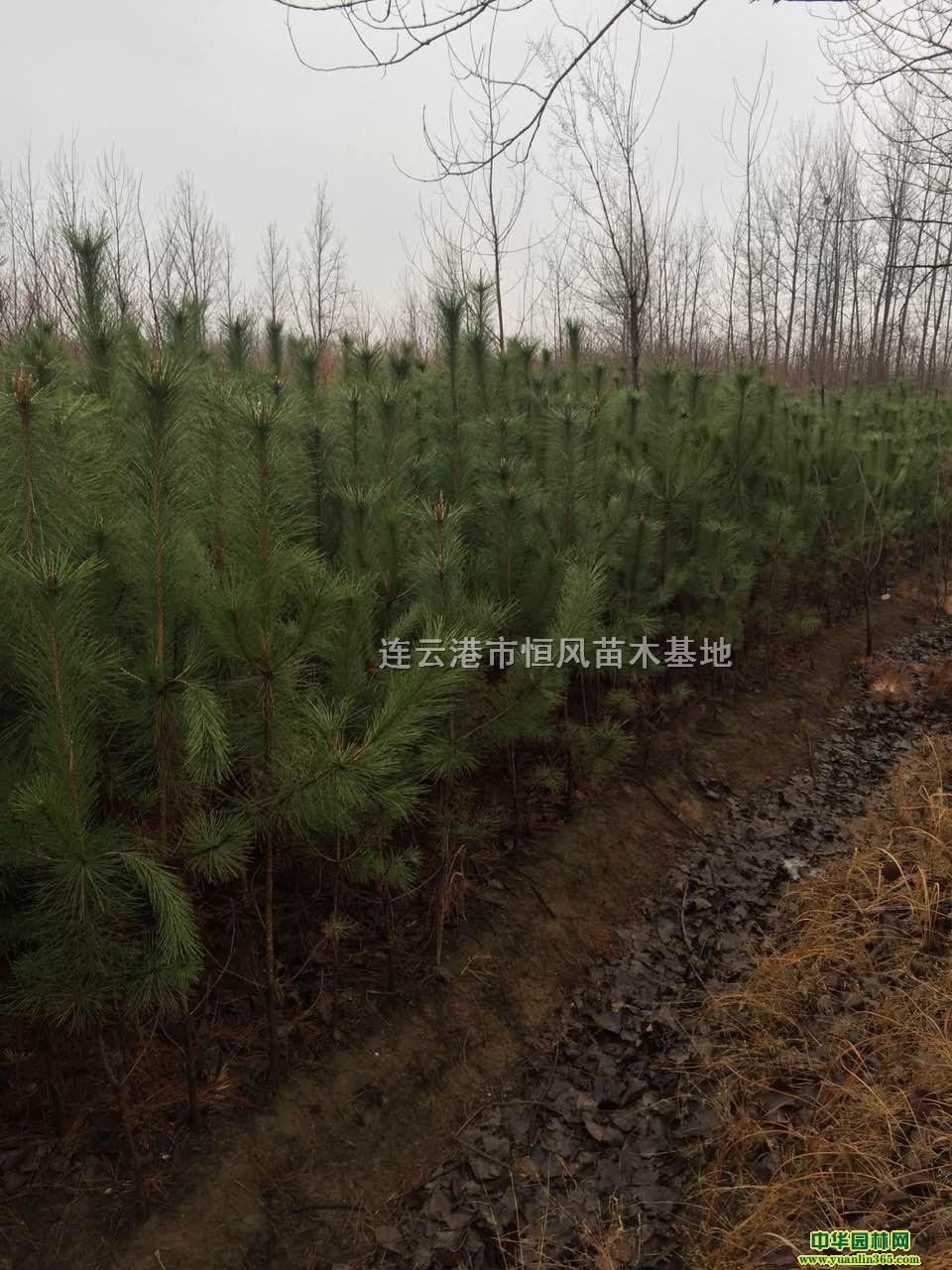����180cm-250cm