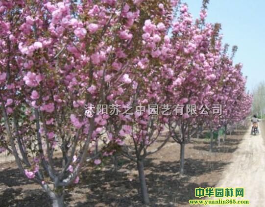 ӣ������ӣ���硢�ձ���ӣ����ӣ��ӣ���۸�ӣ��ͼƬ