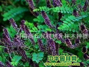 ���뻱0.4����