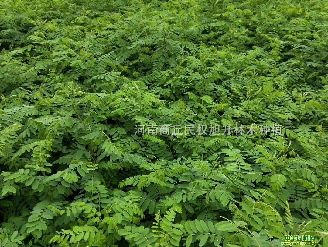 ���뻱0.7����