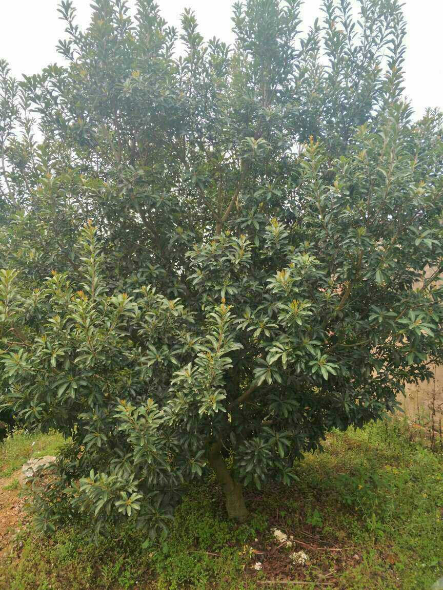 ��÷��250-6�׹�