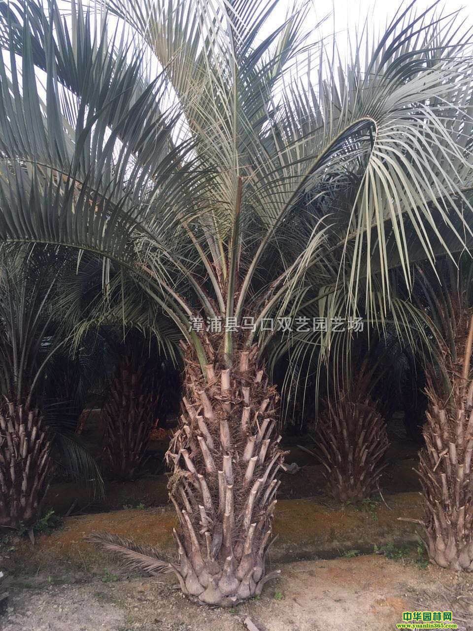 ��������Ҭ�ӡ��˸�2��5���ڷ�4�ס��۸�1800