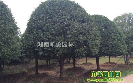 ��Ӧ������Ʒ���½��20����