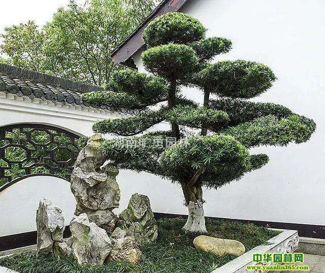 ��Ӧ�ؾ�18�����޺���