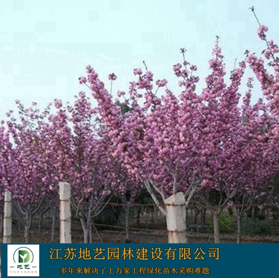 �ձ�ӣ��-�ձ�ӣ��ͼƬ-�ձ�ӣ����ֲ����