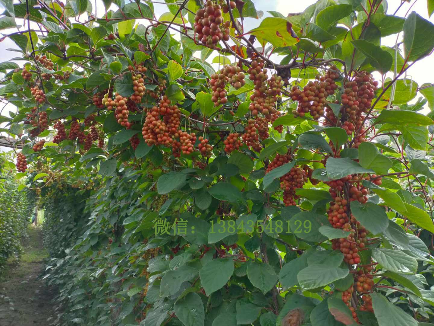 ��ζ���硢����ζ����