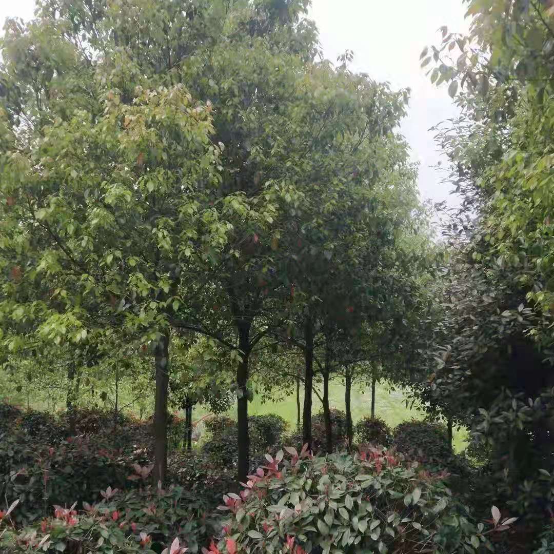 15��������ȫ�ڽظ˷�ð