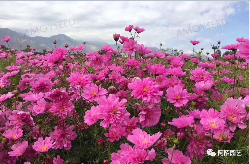 �ذ겨˹�����ӡ�ȫ�����ܡ����ۻ��ָ����������ӡ����ڻ���