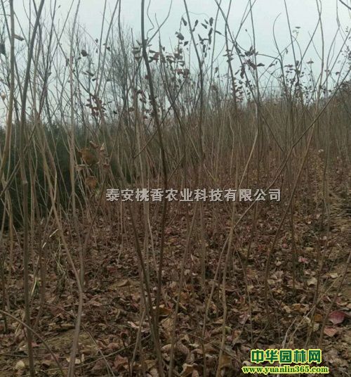 ����С�硢0.7���ֻ���С������