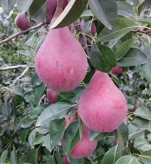 �����硢��������ء�����˹����