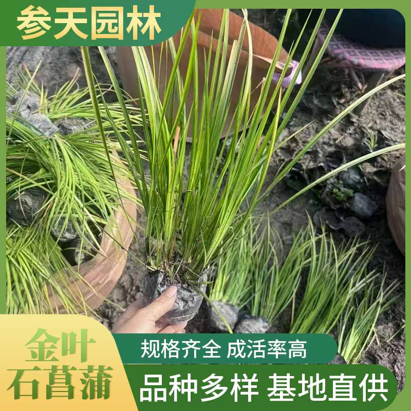 ��Ҷʯ���ѡ��߶ȹڷ�25-45���֡������̻���ľ����