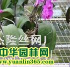 �����紲��