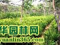 �����磬��ҶŮ��