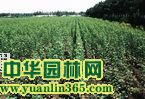 �����硢ë�����硢�����Ԫ�����硢����