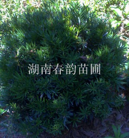 �޺�����