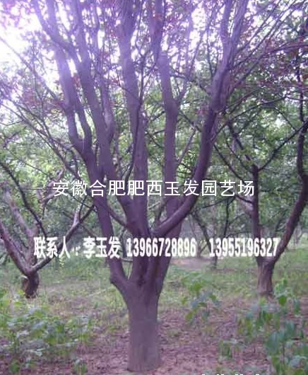 ���桢���ܡ����Ƿ㡢��Ҷ���ҶŮ�ꡢ��ޱ���𻨵���ľ