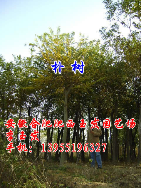 ��������Ҷ���ҶŮ�ꡢ�л�ʯ骡����������������������𻨡�����