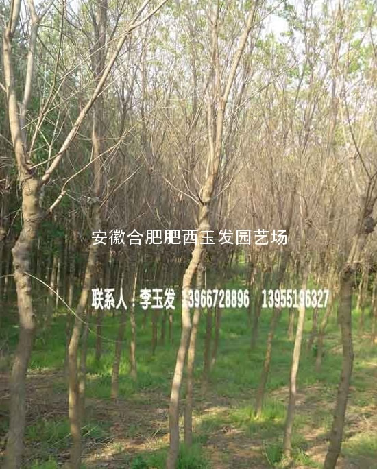 ��������ҶŮ�ꡢ��Ҷ�����������������Ů��