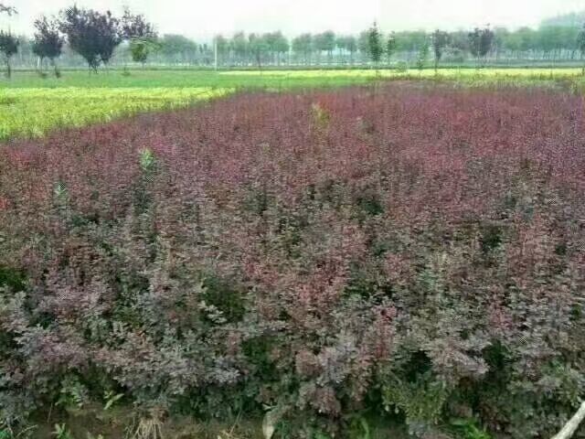 ��40-60�ߺ�ҶС�޼۸񡢺�ҶС��ͼƬ��ֱ��