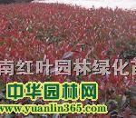 ��Ҷʯ骡���Ҷ���Ӣ��