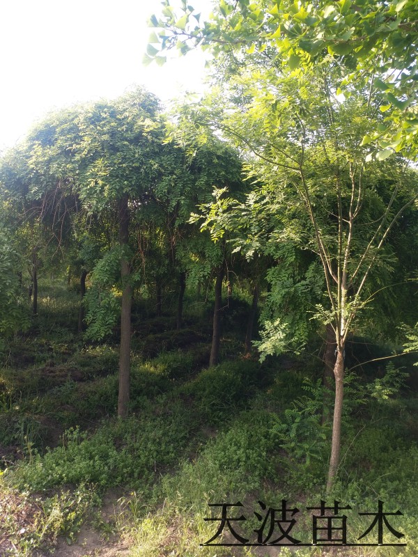 ��צ���ؾ�8-15����