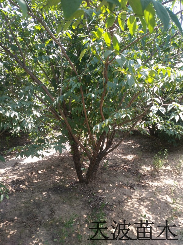 ����ľ�ڷ�1��2��3��