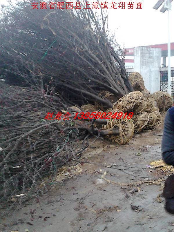 ��Ҷ���ҶŮ�ꡢ��������������ʯ骡�����