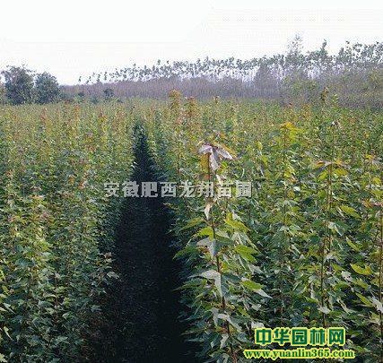 ���Ƿ�С�硢����С�硢�����硢����ľ�硢��ҶŮ��С�硢��С��