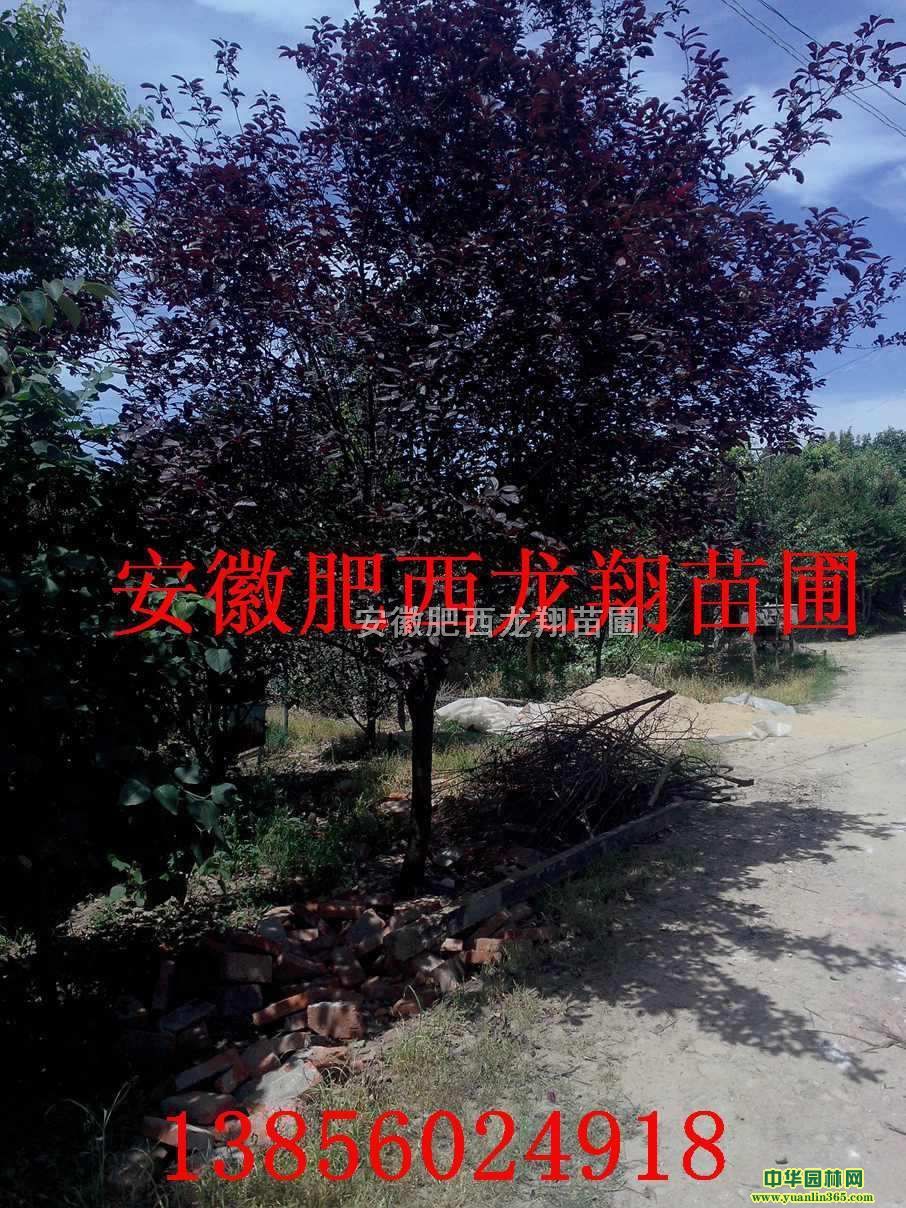 ��Ҷ���ҶŮ�ꡢ��������ޱ�����ꡢʯ骡���������������ľ��