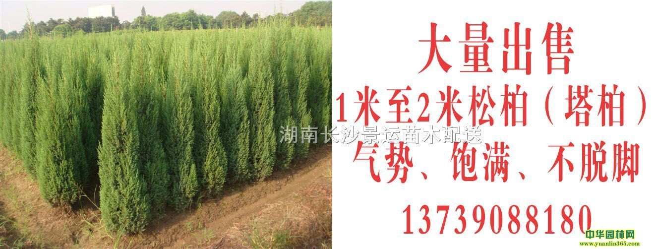 ���أ��ɰأ�100-250cm��