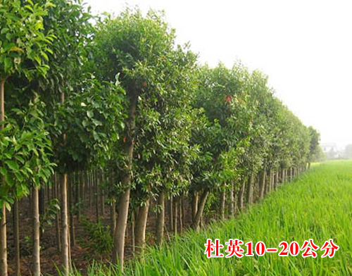 ��Ӣ3-20����