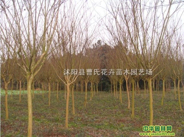 ��ޱ�����պ죩����ޱС�硢������ޱ
