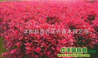 �����������������ľ�ȡ������Ҷʯ骡��Ứ�¼�