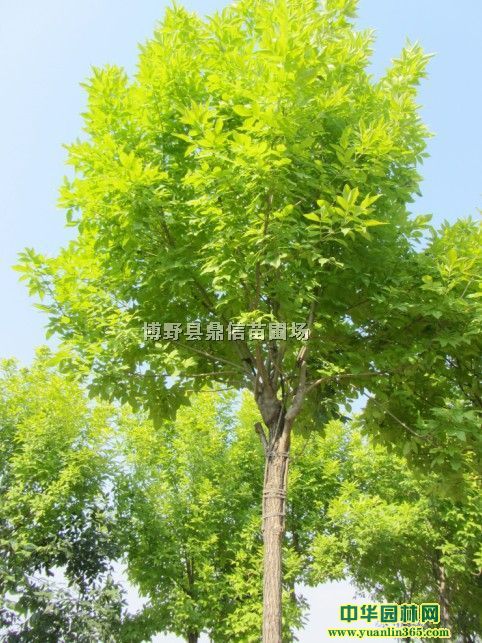 �ؾ�6���ֽ�Ҷ�����۸�