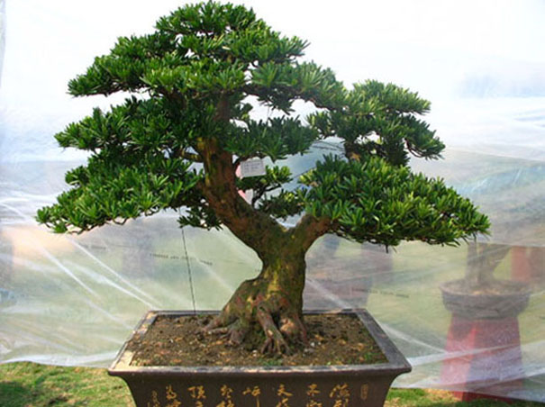 ̨���޺���008