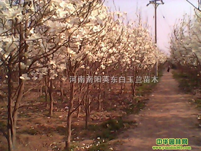 ����������Ƿ㡢���ӡ�������ľ�ϡ���Ҷ����١�Ů��