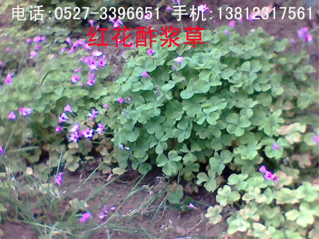 �컨�����ݣ��컨���ֽ�̫����