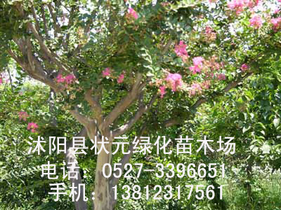 ״Ԫ԰��-��ҶŮ�ꡢ��ҶС�ޡ����ء����ࡢ����
