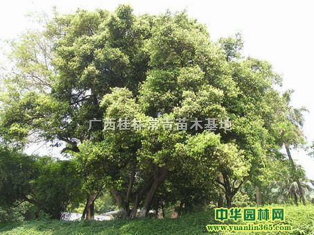 ���ù����㣩20���֡�30���֡�50���ִ���4ǧ�ñ��˴���
