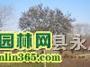 ��ҶŮ�꣨�߸�Ů�꣩��������