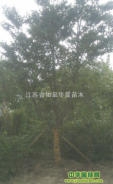 ��ĸֱ��10cm����